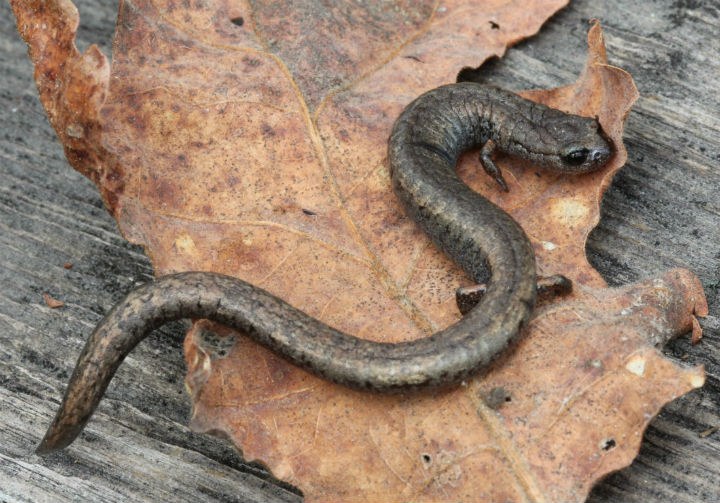 California Slender Salmander